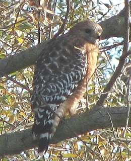 Red-shouldered Hawk