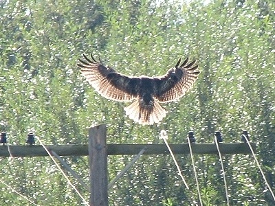 Red-tailed Hawk