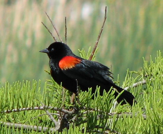 Red-winged Blackbird