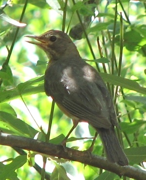 American Robin