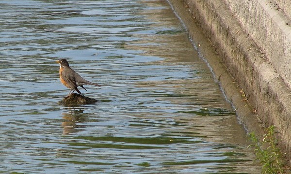 American Robin