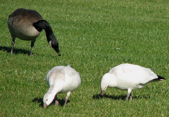 Ross's Goose