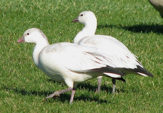 Ross's Goose