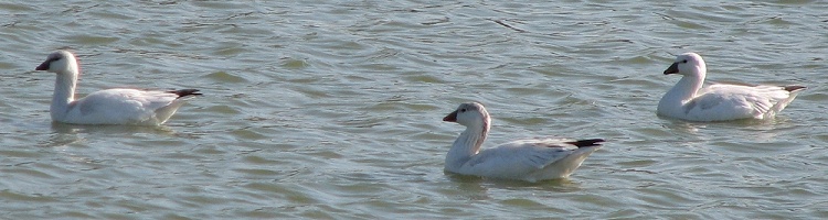 Ross's Goose