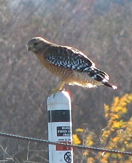 Red-shouldered Hawk