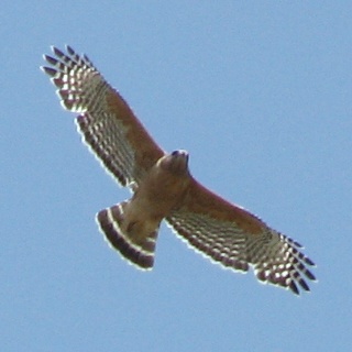 Red-shouldered Hawk