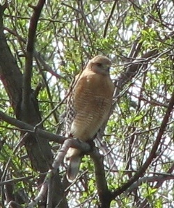 Red-shouldered Hawk