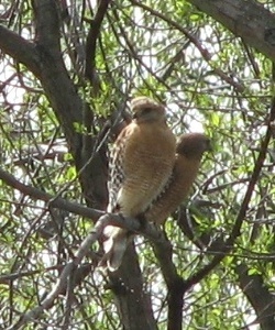 Red-shouldered Hawk