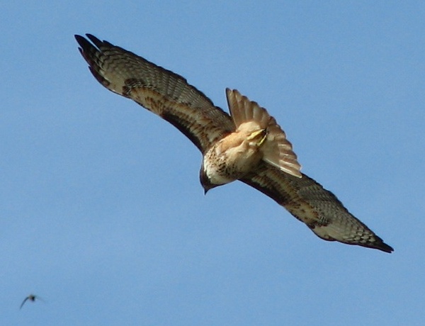 Red-tailed Hawk