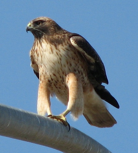 Red-tailed Hawk