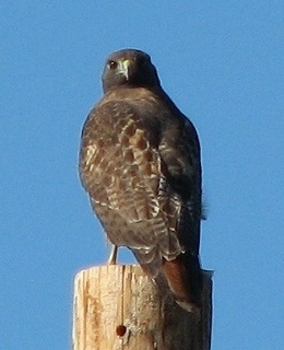 Red-tailed Hawk