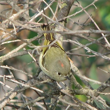 Ruby-crowned Kinglet