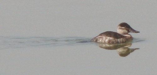 Ruddy Duck