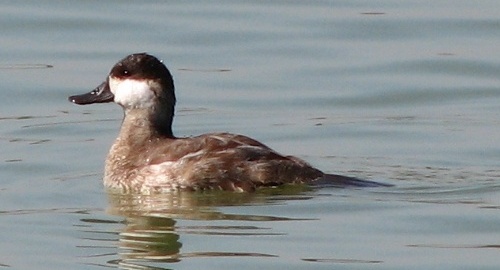 Ruddy Duck