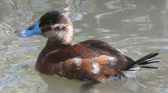 Ruddy Duck