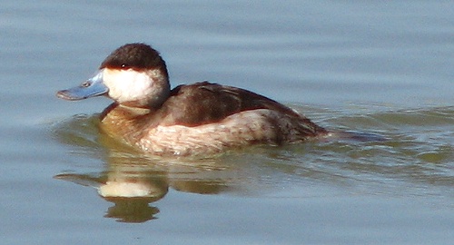 Ruddy Duck