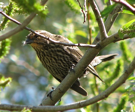 Red-winged Blackbird