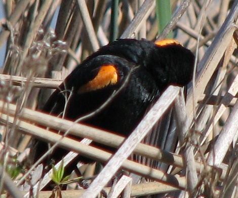 Red-winged Blackbird