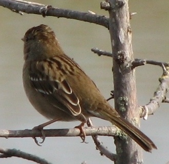 Sparrow