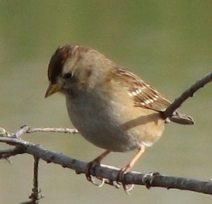 Sparrow