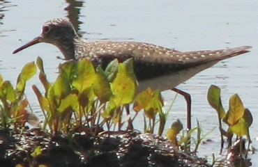 Solitary Sandpiper