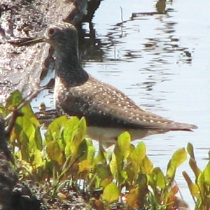 Solitary Sandpiper