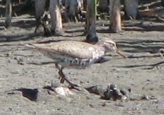 Spotted Sandpiper