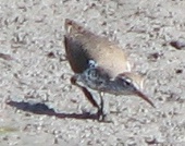 Spotted Sandpiper