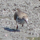 Spotted Sandpiper