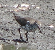 Spotted Sandpiper