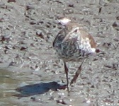 Spotted Sandpiper