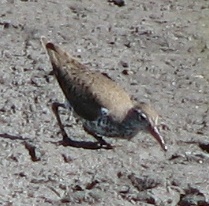 Spotted Sandpiper