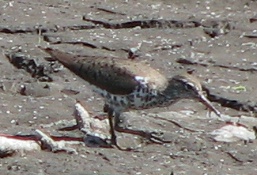 Spotted Sandpiper