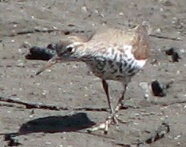 Spotted Sandpiper