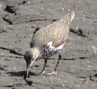 Spotted Sandpiper