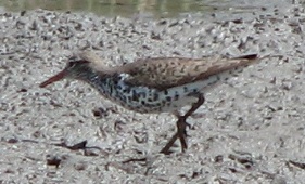 Spotted Sandpiper