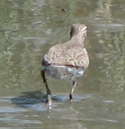 Spotted Sandpiper