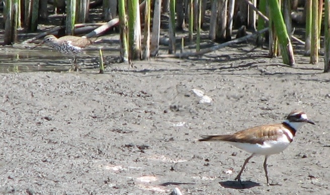 Spotted Sandpiper