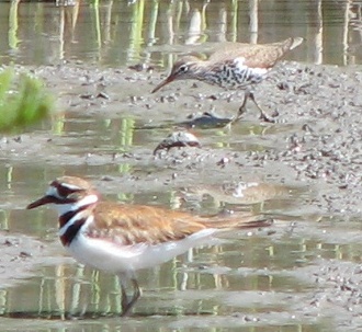 Spotted Sandpiper