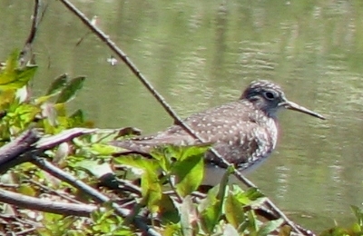 Solitary Sandpiper