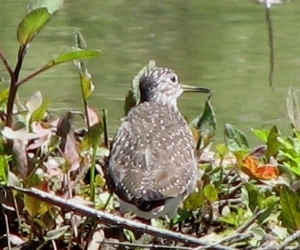 Solitary Sandpiper