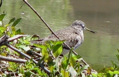 Solitary Sandpiper