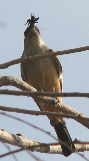 Say's Phoebe