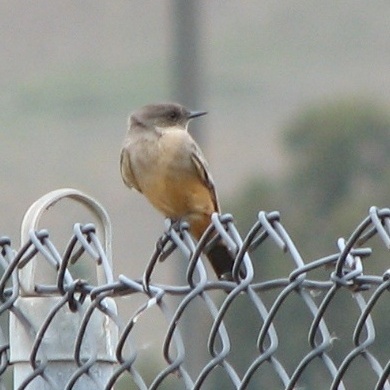 Say's Phoebe