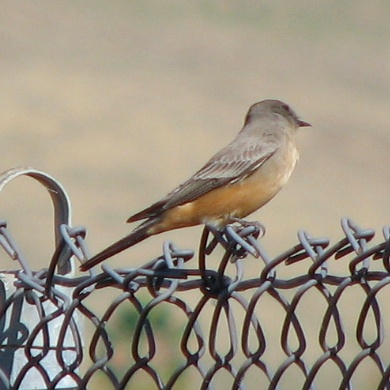 Say's Phoebe