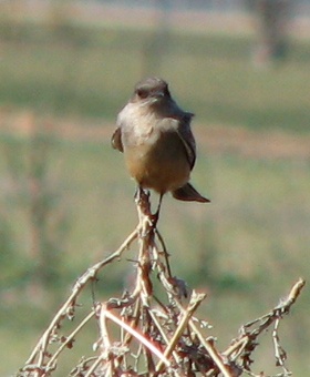 Say's Phoebe