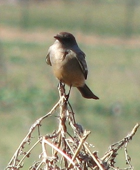 Say's Phoebe