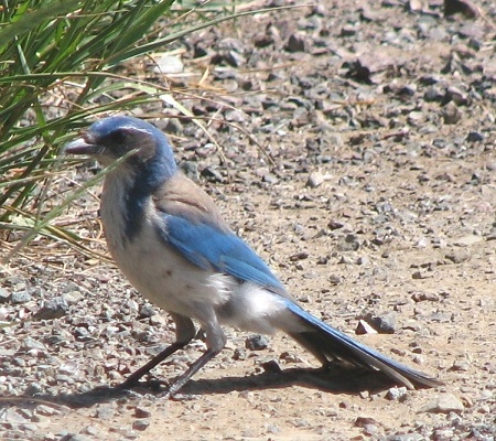 Western Scrubjay