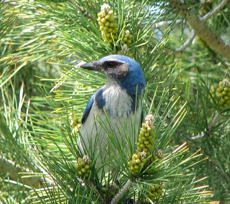 Western Scrubjay