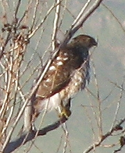 Sharp-shinned Hawk